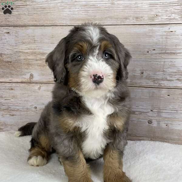Iris, Mini Bernedoodle Puppy
