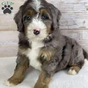 Iris, Mini Bernedoodle Puppy