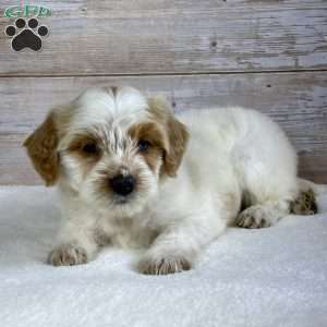 Violet, Mini Bernedoodle Puppy