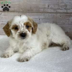 Violet, Mini Bernedoodle Puppy