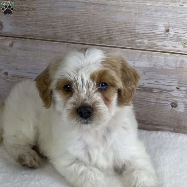 Violet, Mini Bernedoodle Puppy