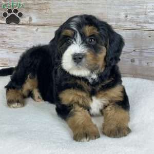 Maggie, Mini Bernedoodle Puppy