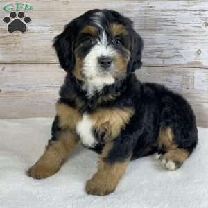 Maggie, Mini Bernedoodle Puppy