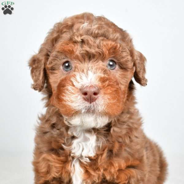 Pearl, Mini Bernedoodle Puppy