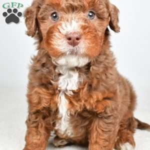 Pearl, Mini Bernedoodle Puppy