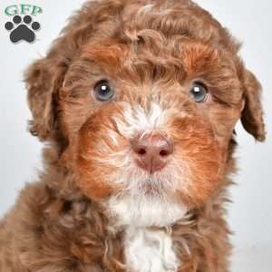 Pearl, Mini Bernedoodle Puppy