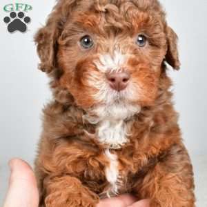 Pearl, Mini Bernedoodle Puppy