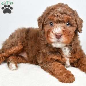 Pearl, Mini Bernedoodle Puppy