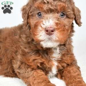 Pearl, Mini Bernedoodle Puppy