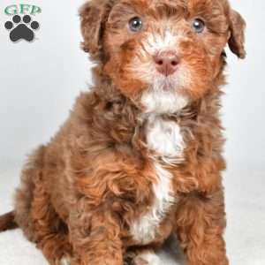 Pearl, Mini Bernedoodle Puppy