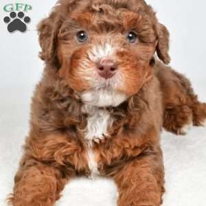 Pearl, Mini Bernedoodle Puppy