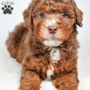 Pearl, Mini Bernedoodle Puppy