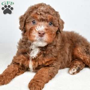 Pearl, Mini Bernedoodle Puppy