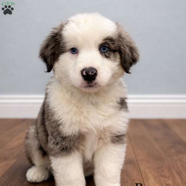 Romeo, Australian Shepherd Puppy