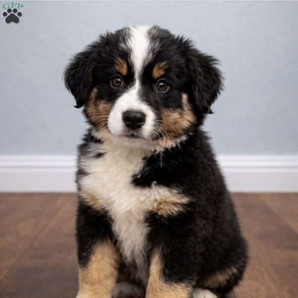 Ruby, Australian Shepherd Puppy