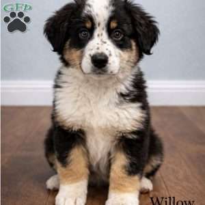 Willow, Australian Shepherd Puppy