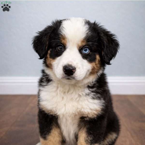 Rosie, Australian Shepherd Puppy