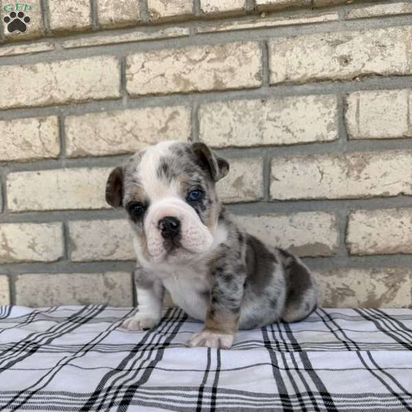 Gunnar, Beabull Puppy