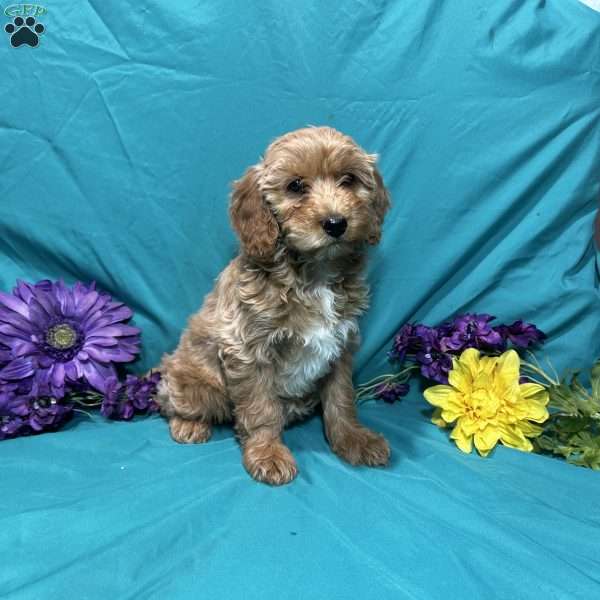 Cupid, Mini Goldendoodle Puppy