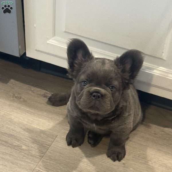 Banshee, French Bulldog Puppy