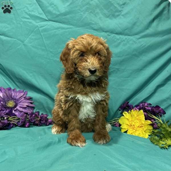 Marshal, Mini Goldendoodle Puppy