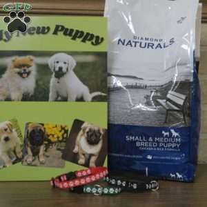 Maverick, Toy Poodle Puppy