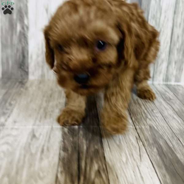 Lucy, Cavapoo Puppy