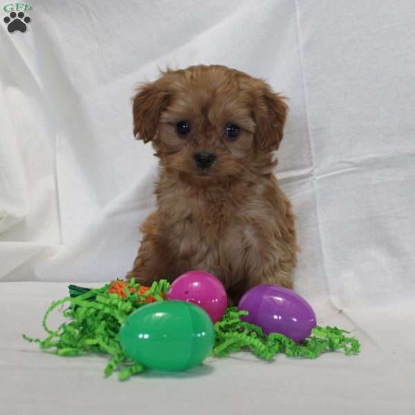 Sidney, Cavapoo Puppy