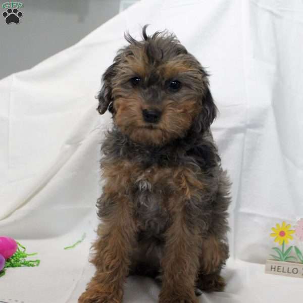 Logan, Cavapoo Puppy