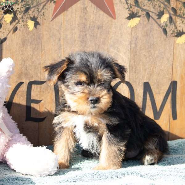 Amy, Yorkie Puppy