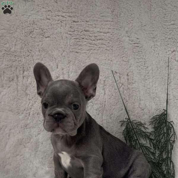 Neal, French Bulldog Puppy