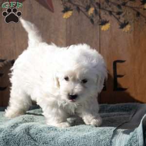 James, Maltipoo Puppy