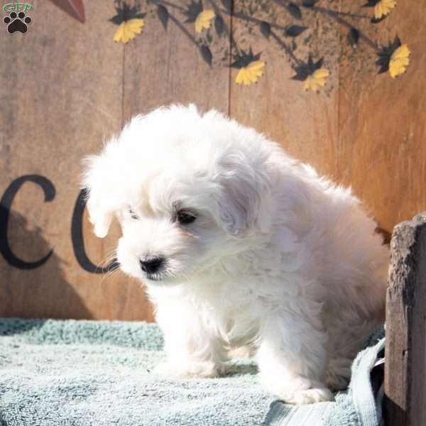 James, Maltipoo Puppy