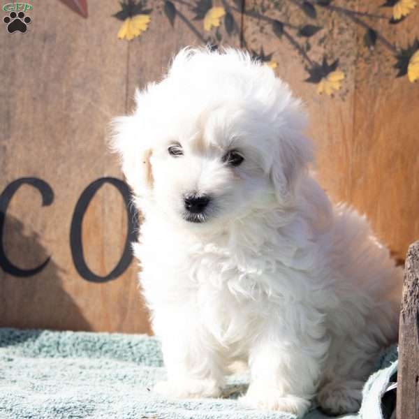James, Maltipoo Puppy