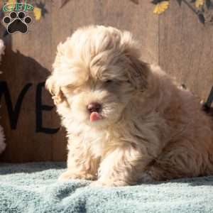 Jake, Maltipoo Puppy