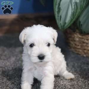 Polar, Miniature Schnauzer Puppy