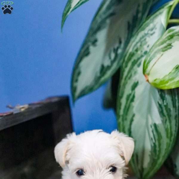 Polar, Miniature Schnauzer Puppy