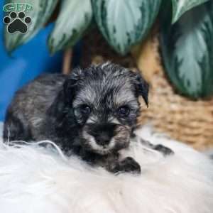 Bella, Miniature Schnauzer Puppy