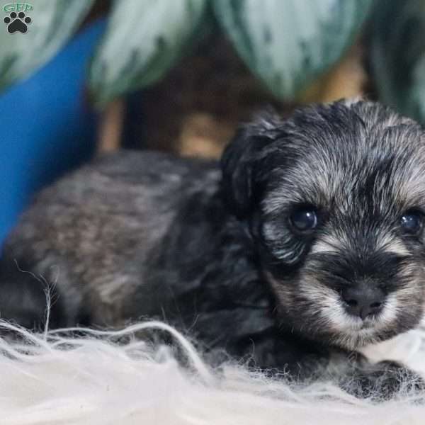 Bella, Miniature Schnauzer Puppy