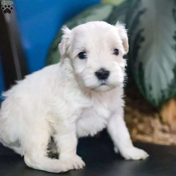 Chelsea, Miniature Schnauzer Puppy