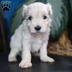 Chelsea, Miniature Schnauzer Puppy