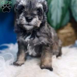 Pepper, Miniature Schnauzer Puppy