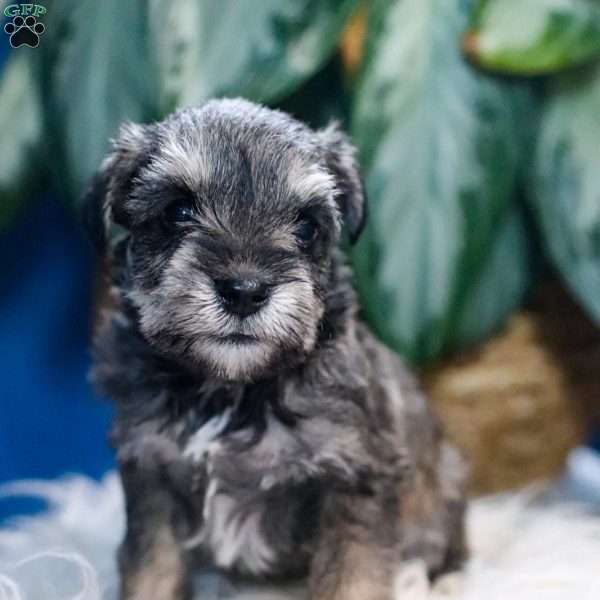 Pepper, Miniature Schnauzer Puppy