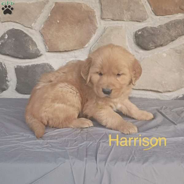 Harrison, Golden Retriever Puppy
