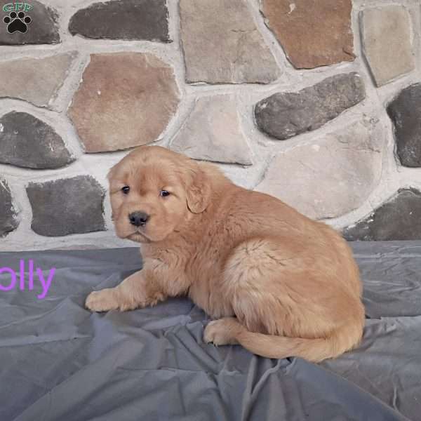 Holly, Golden Retriever Puppy