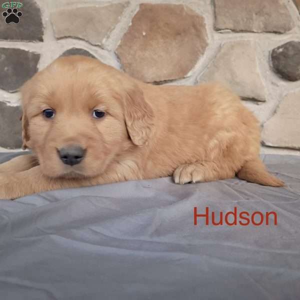 Hudson, Golden Retriever Puppy
