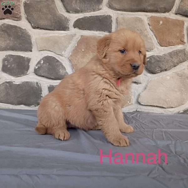 Hannah, Golden Retriever Puppy