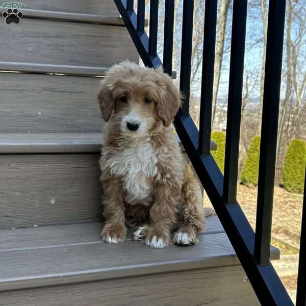 Bruno, Mini Goldendoodle Puppy