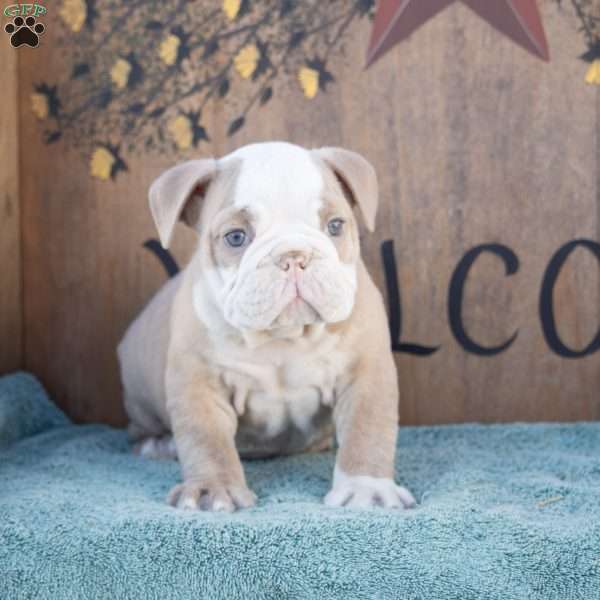 Marlin, English Bulldog Puppy
