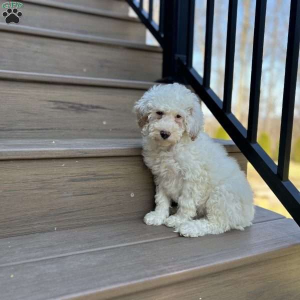 Skye, Mini Goldendoodle Puppy